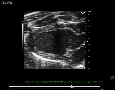 Preclinical Ultrasound Imaging—A Review of Techniques and Imaging Applications